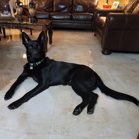 Meet my Hellhound Dexter 😈. He's a thief but loves respectful offers! - Picture 7 of 12